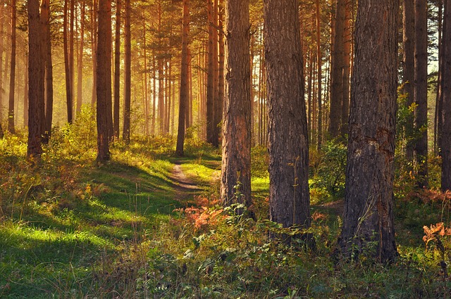 slunce v lese.jpg